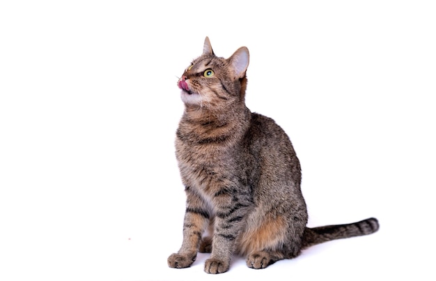 Gato gris con bigote sobre un fondo blanco neutro