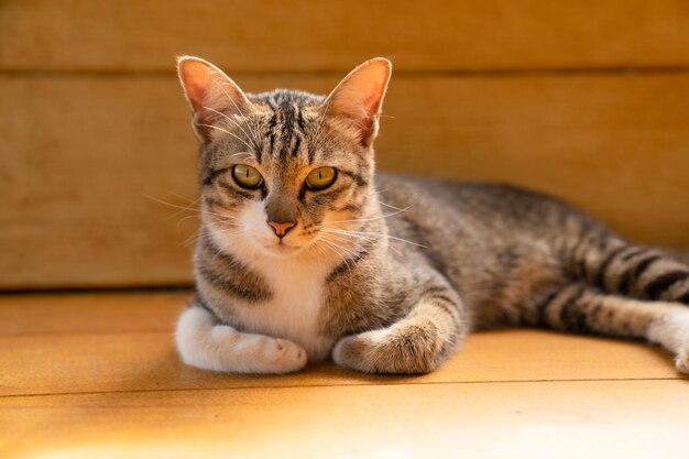 Gato gris y blanco acostado en una silla de madera marrón.