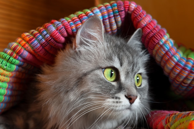 Gato gris y blanco esponjoso con hermosos ojos amarillos y verdes