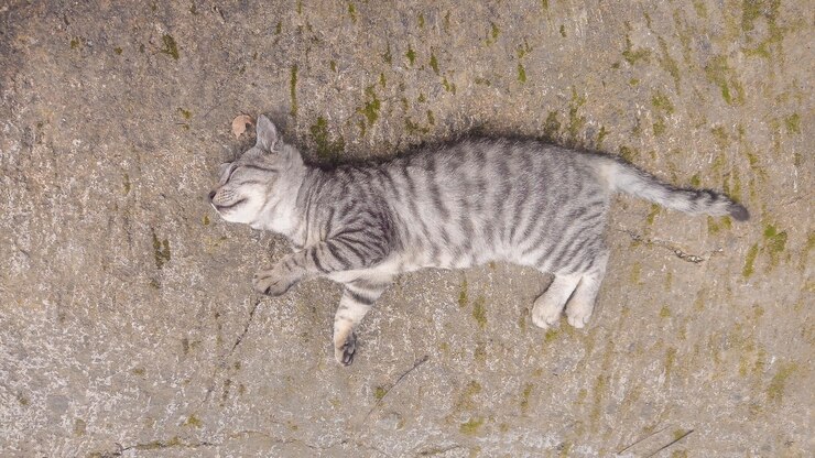 un gato gris y blanco está acostado en una roca