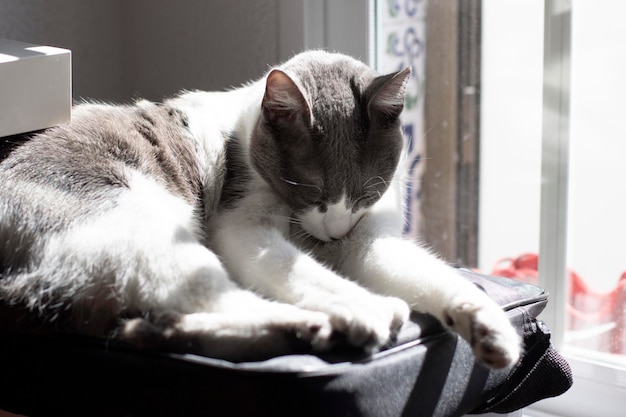 El gato gris y blanco más lindo acostado en una bolsa para computadora portátil Luz de ventana Enfoque selectivo