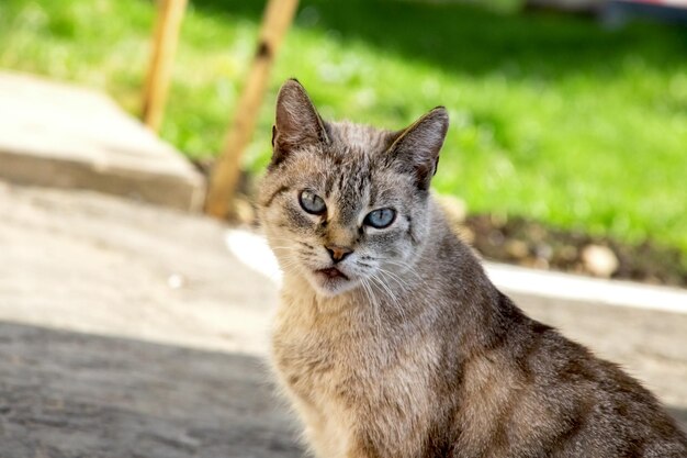 Gato gris blanco con ojos azules de cerca