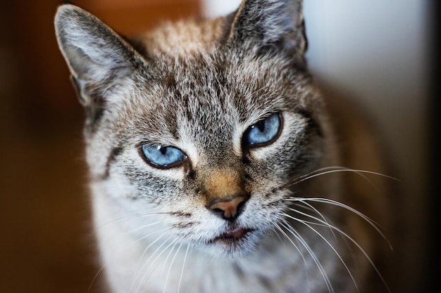 Gato gris blanco con ojos azules retrato de cerca