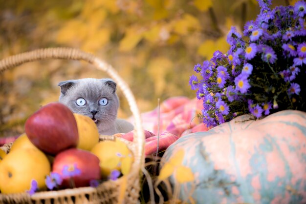 Gato gris en el bosque de otoño. con calabazas, flores y hojas amarillas. composición de otoño