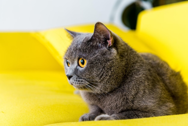 Gato gris británico de pelo corto acostado en un sofá amarillo