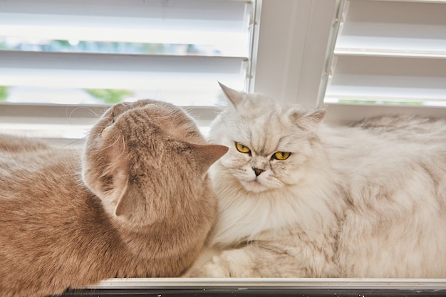 El gato gris británico de pelo corto y el gato blanco británico de pelo largo están sentados en la ventana.