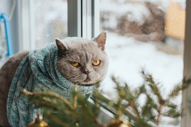 Gato gris en una bufanda tejida azul se sienta en el alféizar de una ventana