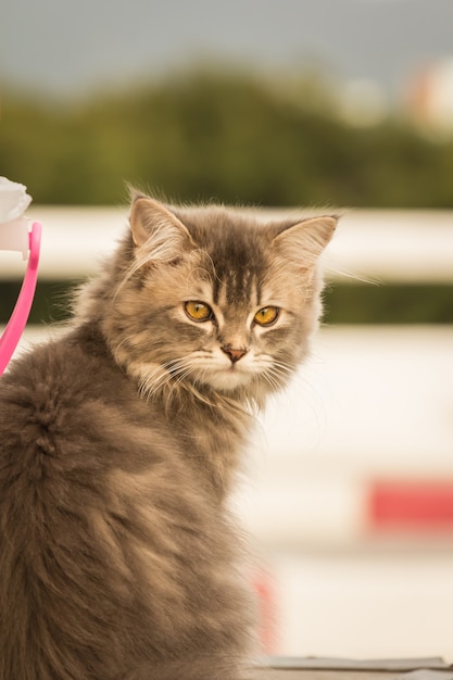 Gato gris con cabello esponjoso