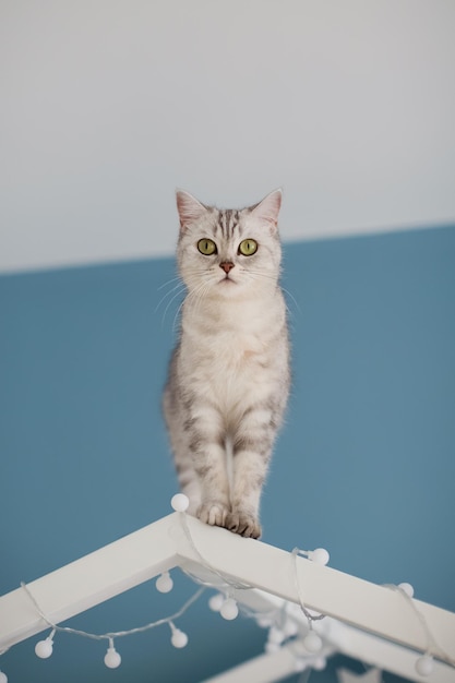 Foto gato gris en la cama de los niños