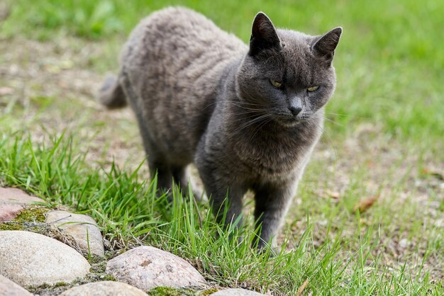 Un gato gris camina sobre la hierba verde en un día de verano