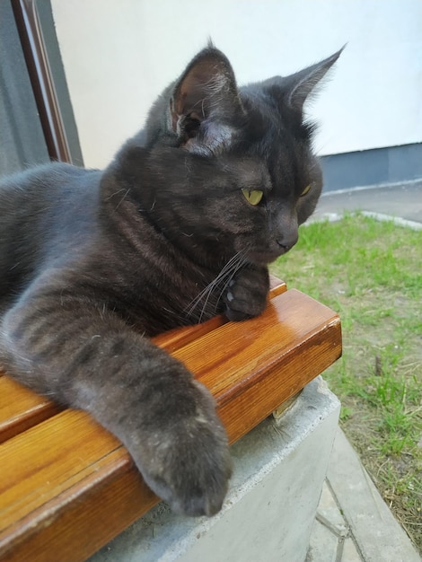 Gato gris caminando afuera en un día de verano