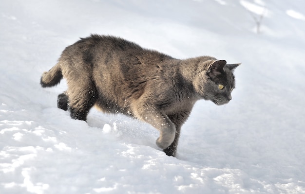 Gato gris caminando en la nieve.