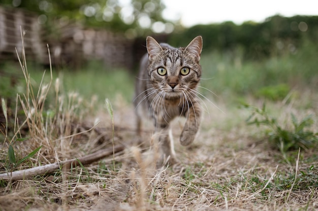 Gato gris cazando en la naturaleza.