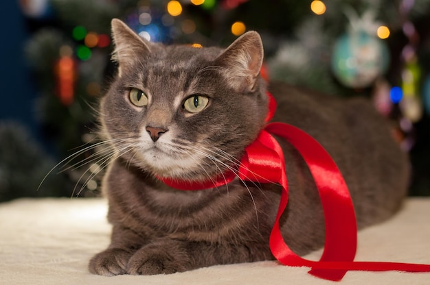 Gato gris con cinta roja en el fondo de la decoración navideña con bokeh