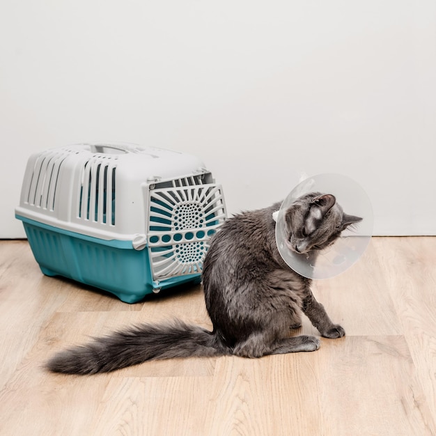 Un gato gris con collar después de una cirugía junto a un transportador para animales