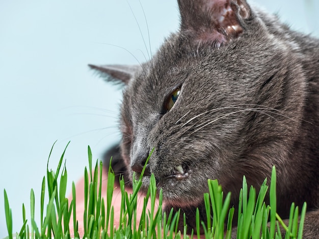 El gato gris come hierba verde.