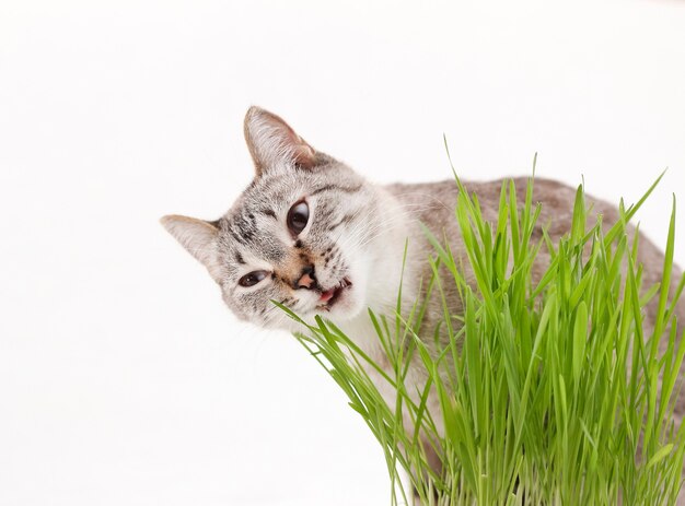 El gato gris come hierba, vitaminas para un gato doméstico.