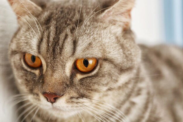 Gato gris contra la pared blanca y cortinas azules de cerca