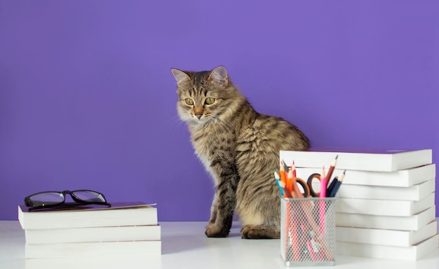 Gato gris con una corbata de moño sobre fondo morado cerca de una pila de libros Estudiante de regreso a la escuela y útiles escolares El concepto de estudio escolar educación a distancia cursos en línea Enfoque selectivo