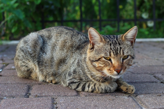 Gato gris descansando en la calle