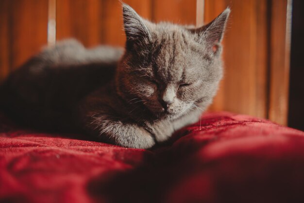 Gato gris descansando pacíficamente en un otomano vintage rojo a la cálida luz del sol