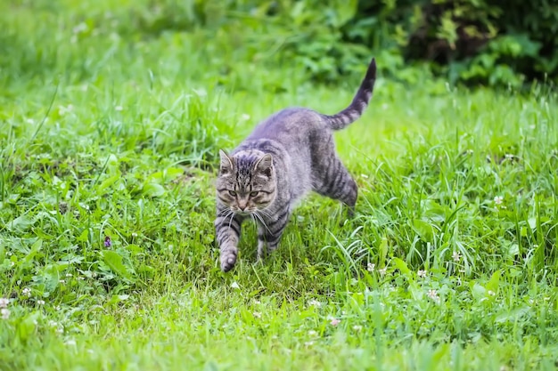 Gato gris doméstico caminando afuera en un día de verano