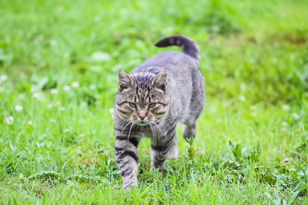 Gato gris doméstico caminando afuera en un día de verano