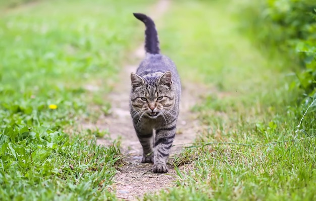 Gato gris doméstico caminando afuera en un día de verano