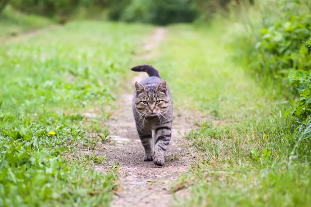 Gato gris doméstico caminando afuera en un día de verano