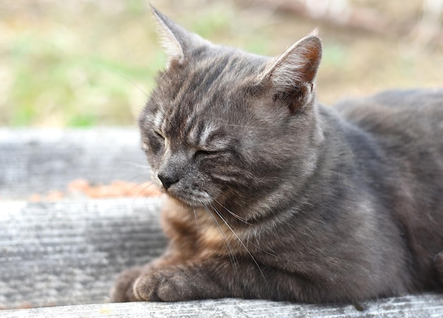 Gato gris doméstico descansando sobre un techo