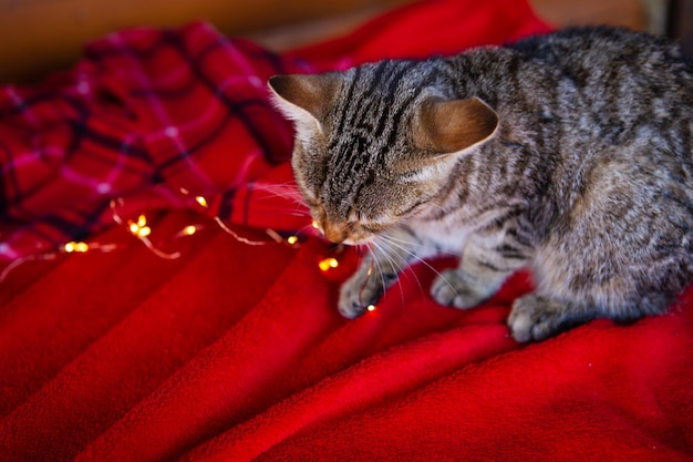 Un gato gris doméstico se sienta en casa sobre una manta roja a cuadros y juega con una guirnalda Preparándose para el ambiente festivo de Navidad