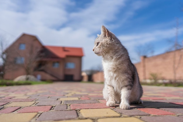 El gato gris doméstico se sienta en el patio cerca de la casa en primavera cerca