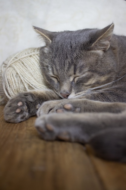 Un gato gris duerme sobre una bola de pelo