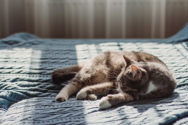 Un gato gris duerme sobre una manta de punto azul.