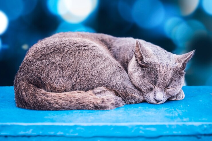 Gato gris, durmiendo, con bokeh azul