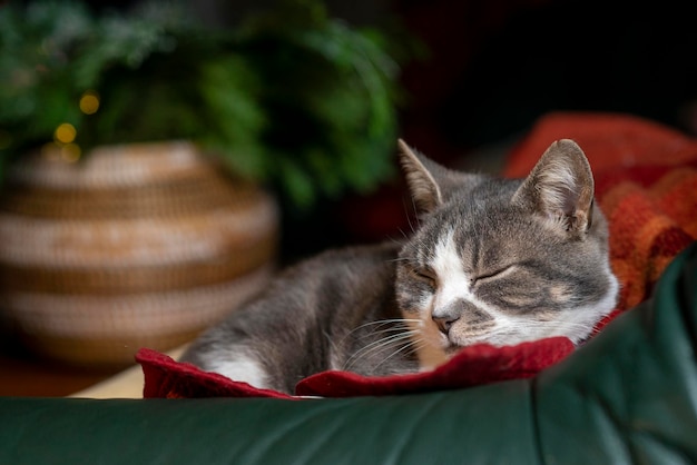 Gato gris durmiendo debajo de una manta