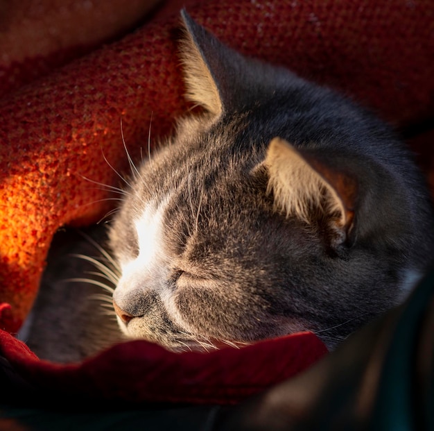 Gato gris durmiendo debajo de una manta