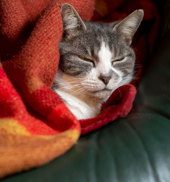 Gato gris durmiendo debajo de una manta