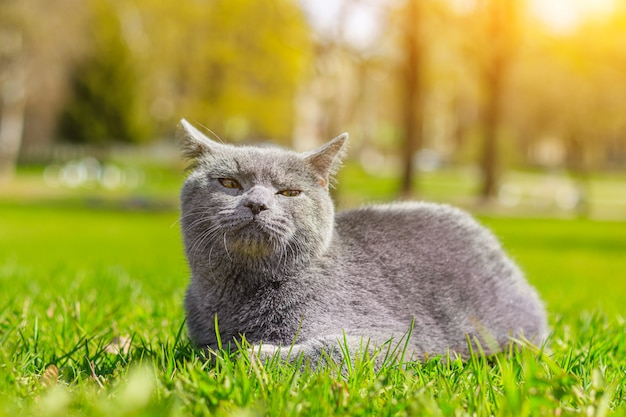 Gato gris se encuentra en el césped.