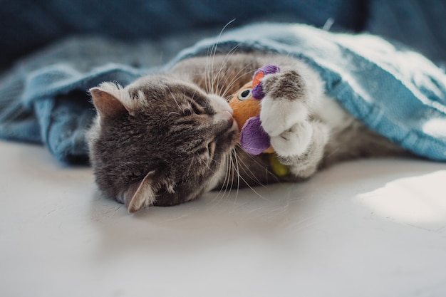 Un gato gris se encuentra debajo de una manta azul y juega con un juguete.
