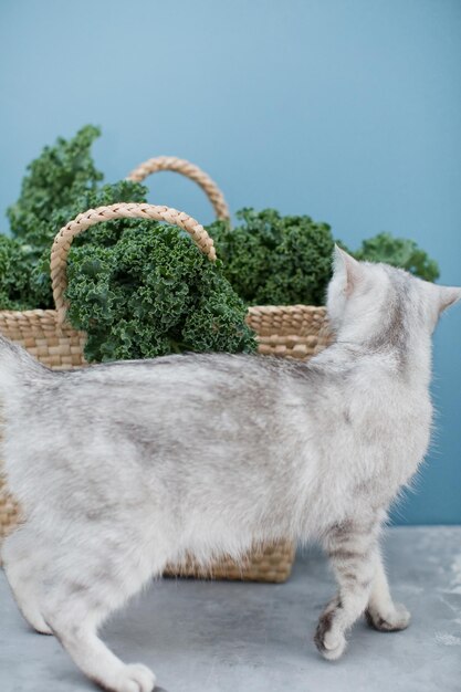 Gato gris y ensalada de col rizada verde en bolsa ecológica de paja sobre un fondo azul.