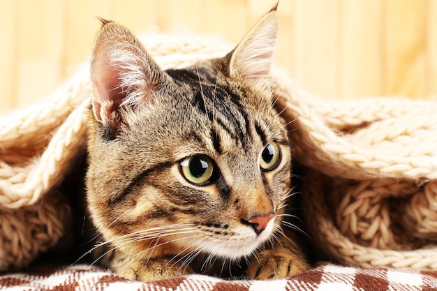 Gato gris envuelto en bufanda tejida sobre fondo de pared de madera