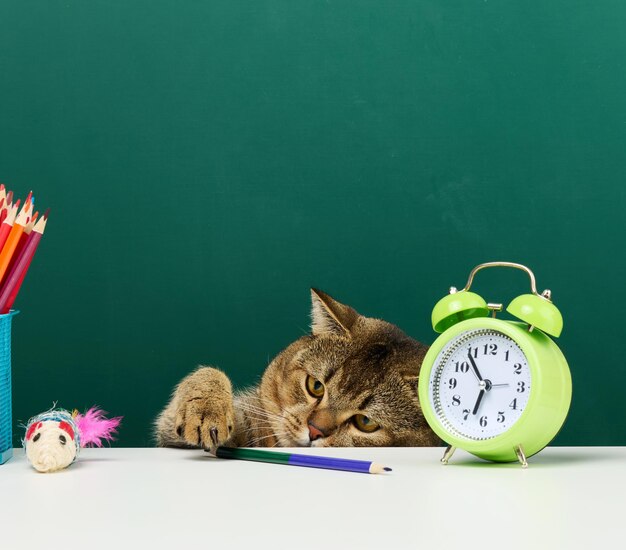 El gato gris escocés adulto se sienta en el fondo de un tablero escolar verde de vuelta a la escuela