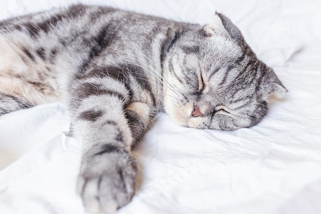 Un gato gris escocés doble duerme en una cama en una sábana. El concepto de mascotas, confort, cuidado de mascotas, mantener a los gatos en la casa. Imagen ligera, minimalismo, copyspace.