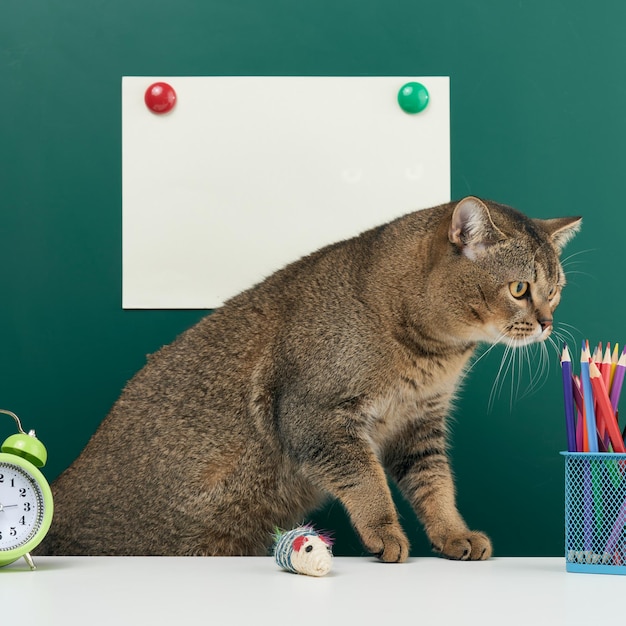 Gato gris escocés recto adulto se sienta en el fondo de una pizarra verde de la escuela. De vuelta a la escuela