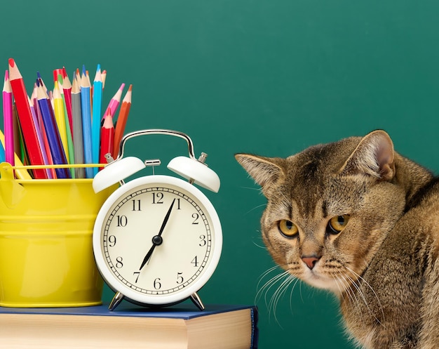 Foto un gato gris escocés recto adulto se sienta en el fondo de una pizarra verde de la escuela. de vuelta a la escuela