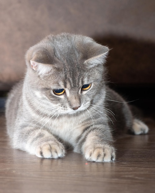 Gato gris esponjoso acostado en un marco vertical de primer plano de piso de madera El gatito quiere jugar