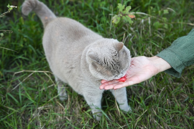 Gato gris esponjoso come sandía. Linda mascota casera al aire libre.