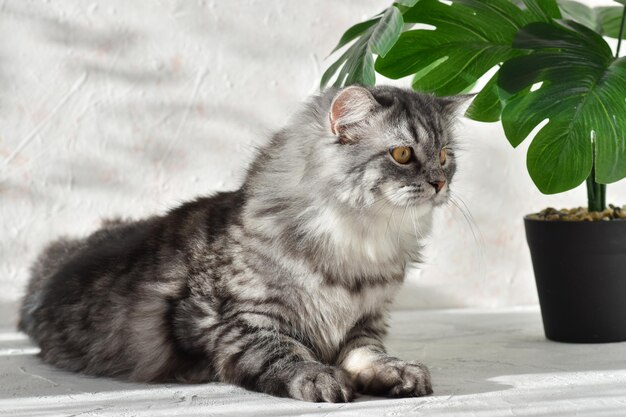 Gato gris esponjoso concentrado sobre un fondo gris con luz solar
