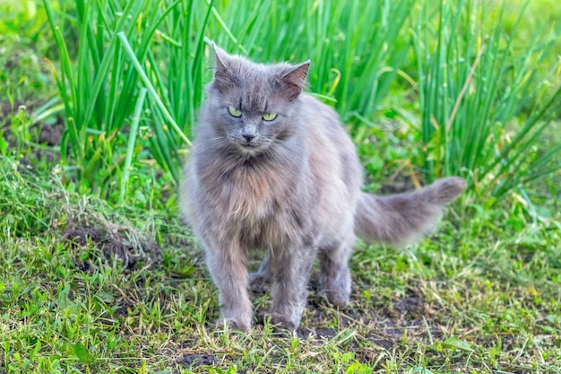 Gato gris esponjoso en el jardín entre la vegetación